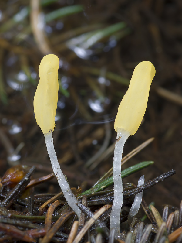 Mitrula paludosa